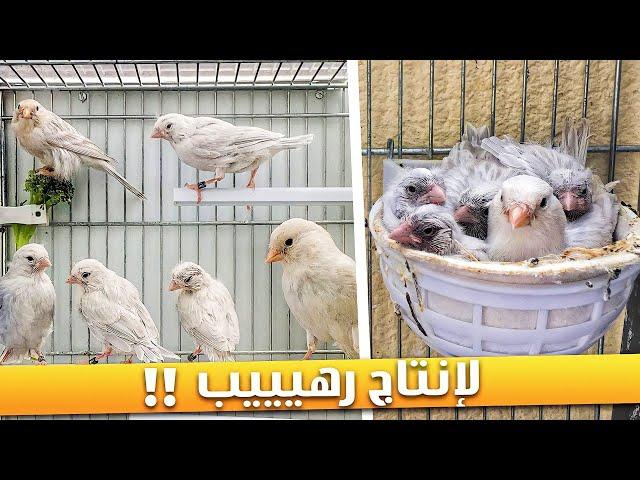 كيف تبدأ الإنتاج من طيور الكناري بسرعة ⏳