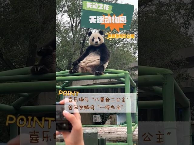 【啧啧】熊猫喜乐：看看这群两脚兽不值钱的样子 #熊猫喜乐  #pandaxile #国宝大熊猫 #giantpandas