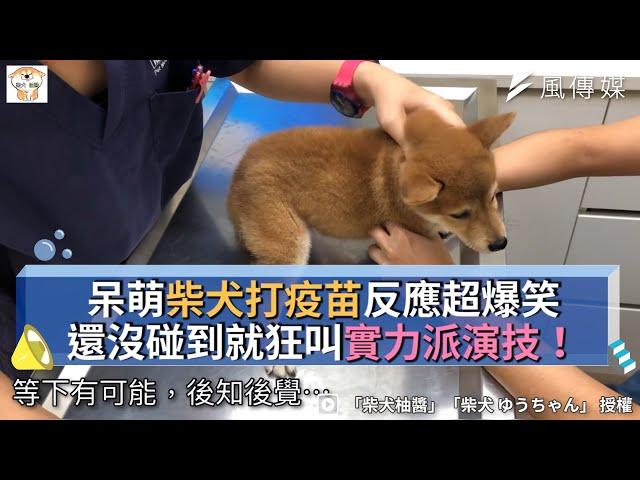 呆萌柴犬打疫苗反應超爆笑 還沒碰到就狂叫實力派演技！