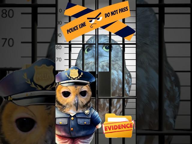 Detective Bibib!️ #funnyanimals #owl #funnyvideo #funny #animals #cute #cuteanimals #owls