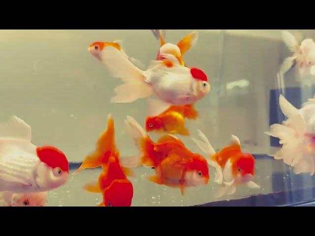 Thai Oranda - XL - 15cm - by Hello Goldfish