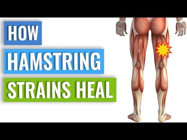 Hamstring Strain Healing - How Your Body Heals A Hamstring Strain