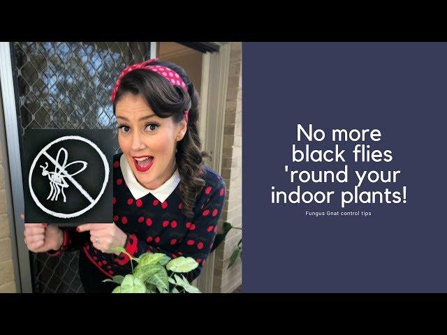 No more black flies 'round your indoor plants - Fungus Gnat Control tips // The Gardenettes