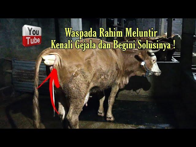 Waspada Rahim Meluntir, Kenali Gejala dan Begini Solusinya.