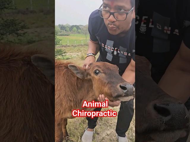 Animal Chiropractic