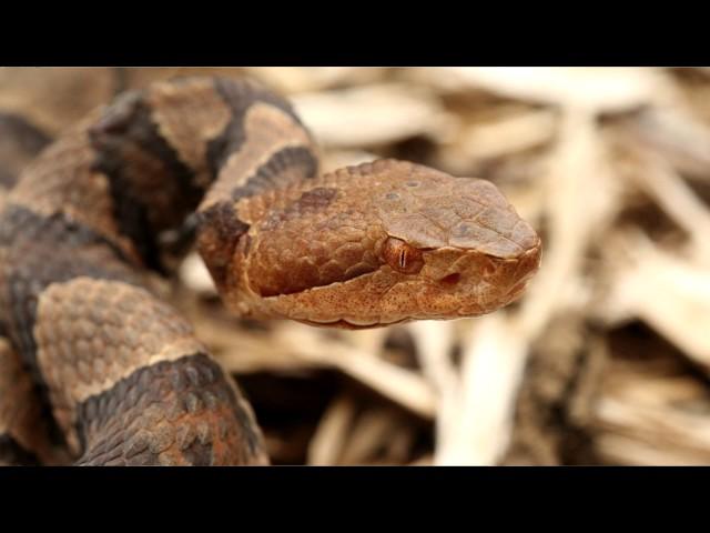 The Northern Copperhead Venomous Snakes of New England Part 1