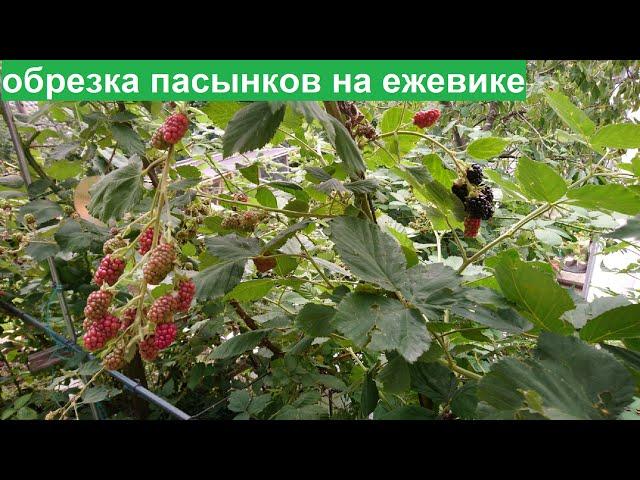 В августе обрезаем боковые побеги на ежевике для будущего урожая.
