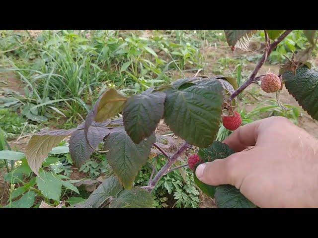 Малина 30 сентября. Ягодная ферма Купцовых.