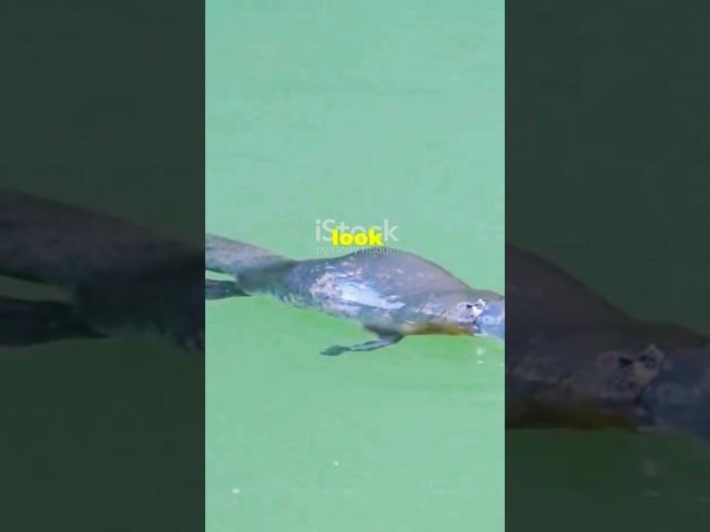 Platypuses Facts That Will Blow Your Mind!