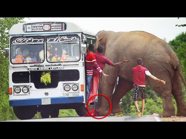 The fierce elephant attacks  | भयंकर हाथी हमला करता है | การโจมตีช้างอย่างรุนแรง