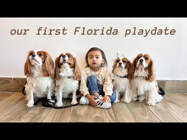 MEETING CAVALIERS IN TAMPA! First Cavalier King Charles playdate in Florida at a dog friendly café