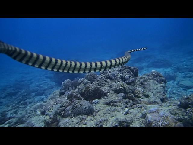 #170125 #Okinawa #Discover SCUBA Diving #Sunabe no.1 #Sea Snake