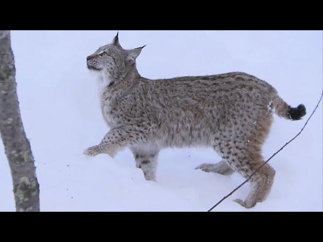 Lynx Jumps 2 Metres Straight Up! | Deadly 60 | Series 2 | BBC Earth