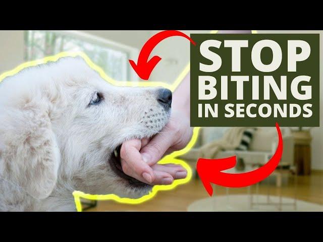 How To Stop Puppy Biting In Seconds