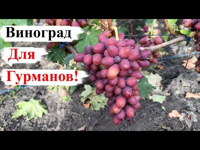 ВИНОГРАД для ГУРМАНОВ! Его ВКУС не ОСТАВИТ ВАС РАВНОДУШНЫМ!