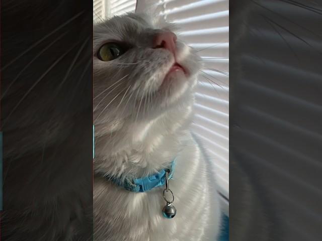 #котденис и его правила #котики #благовещенск #дальнийвосток
