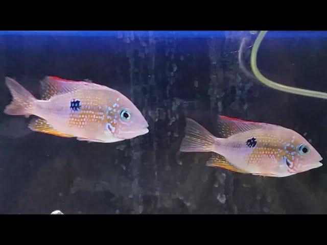 Ellioti cichlid care guide - how to care, tank mates, feeding and breeding Ellioti cichlids