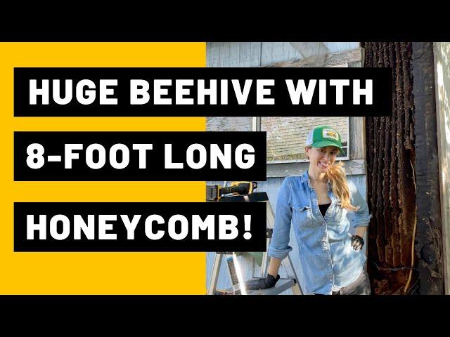 Huge Beehive with 8-foot Long Honeycomb!