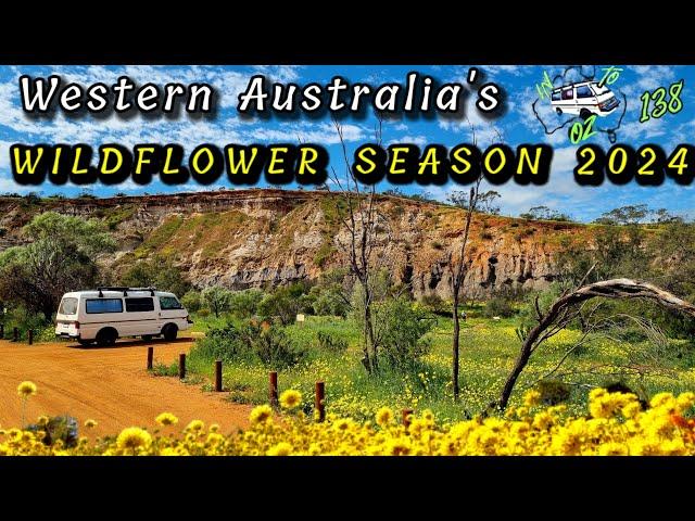 WILDFLOWERS 2024-Western Australia,