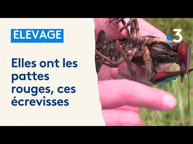 élevage d'écrevisses à pattes rouges dans les Vosges, les Voivres