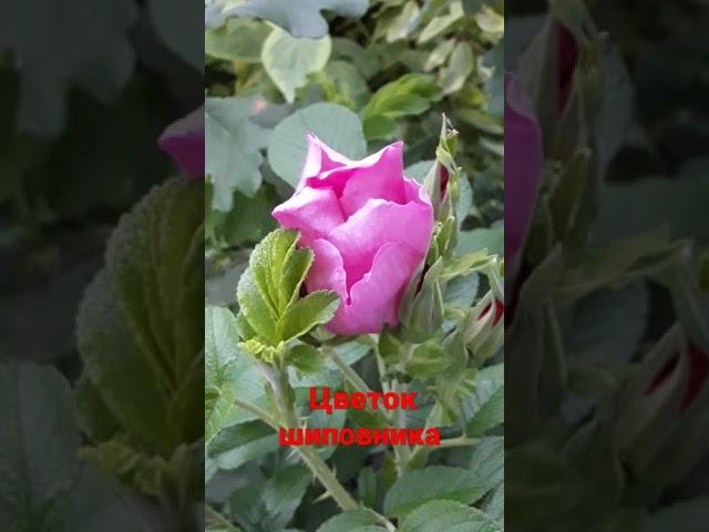  Цветок  шиповника.