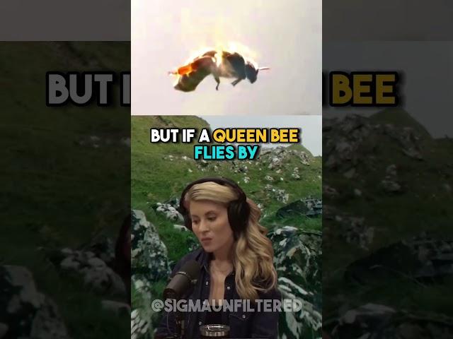 The Tragic Mating Ritual Of Queen Bees | JRE featuring Erika Thompson