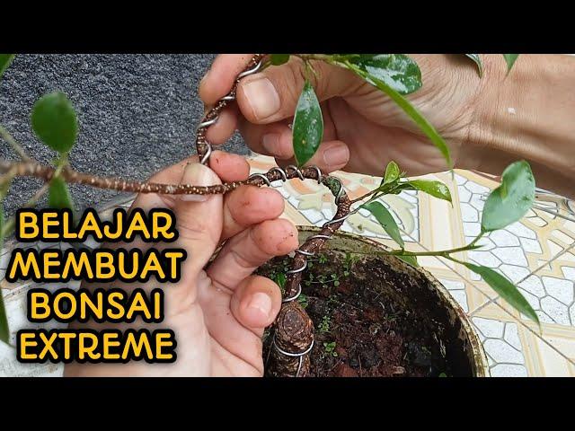 cara membuat bonsai beringin benjamina mini dan kimeng video 8