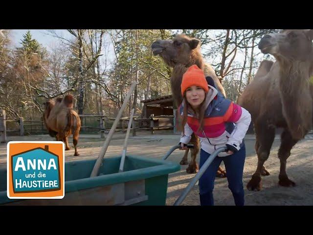 Ein Tag beim Zootierpfleger | Info für Kinder | Anna und die Haustiere | Spezial