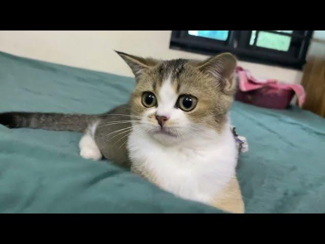 Funny cat videos 2024  Part 81