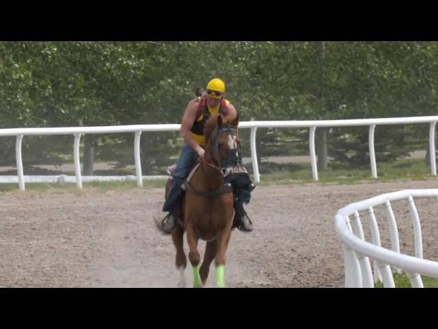 Horse Health: Keeping Equine Athletes in Top Form – Explore UCalgary