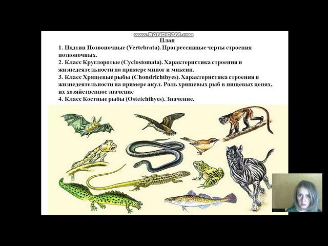 подтип Пзвоночные 1 часть