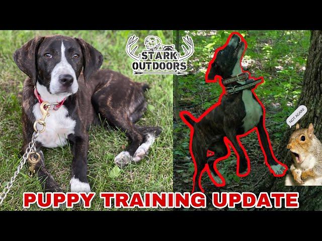 SQUIRREL DOG TRAINING, PUPPY UPDATE