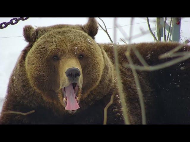 Медведь Мансур! Ничего не ломал или Великолепная Пятерка