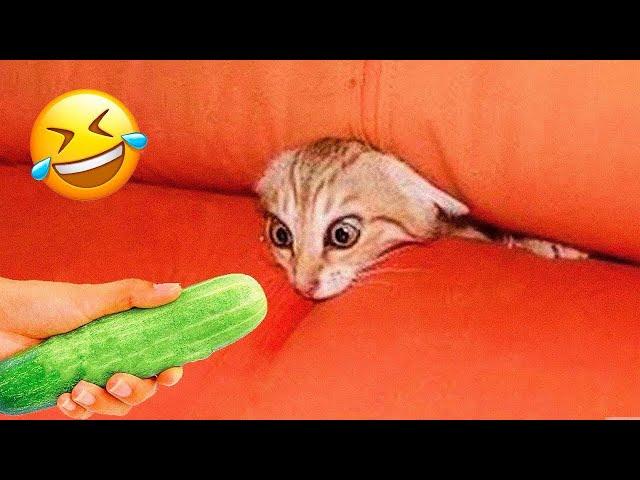 Funniest Animals 2023  New Funny Cats and Dogs  Part 13