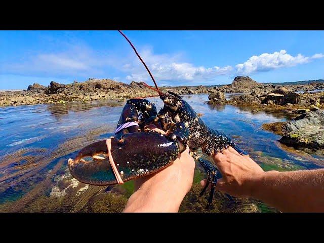 ONE TASTY CATCH AND COOK !! Massive Lobster Foraged on Huge Tides & Beautiful Day