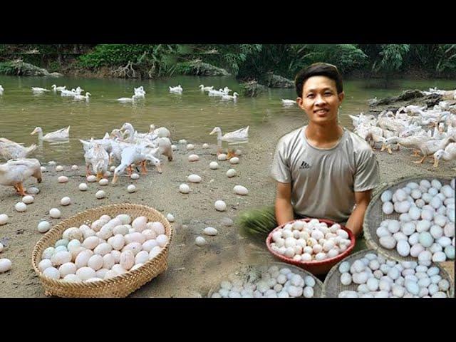 1 Year Raise ducks, build nests and harvest duck eggs to market sell, digging fish ponds - Off grid