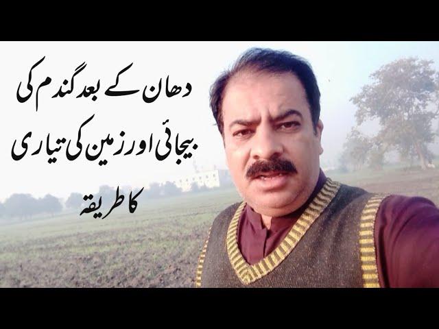 How to Prepare Soil After Rice Harvest for Wheat Cultivation | zarai mashwary | Sajjad khaira