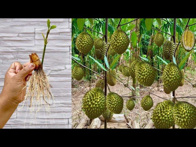 Ep.65 Grafting Durian Tree with Aloe Vera Yields a lot of Fruit