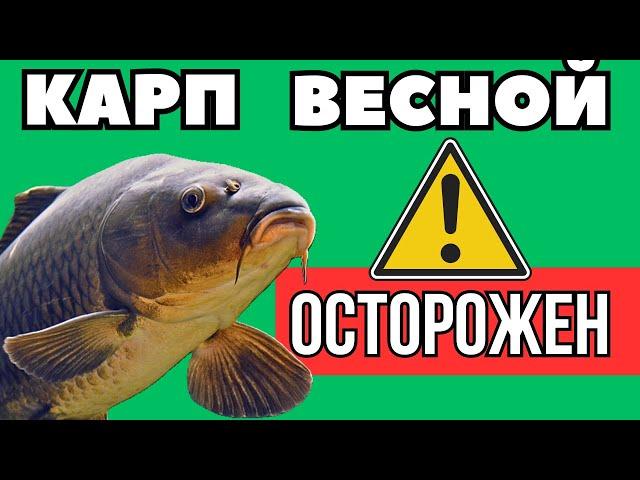 Как Где и На Что Ловить КАРПА Весной. Ловля карпа ранней весной - что нужно знать