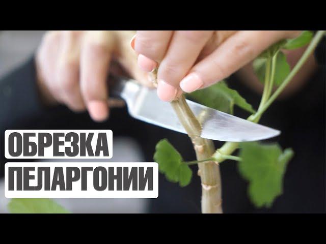 КАК ПРАВИЛЬНО ОБРЕЗАТЬ ПЕЛАРГОНИЮ  РАЗМНОЖЕНИЕ ПЕЛАРГОНИИ В ДОМАШНИХ УСЛОВИЯХ