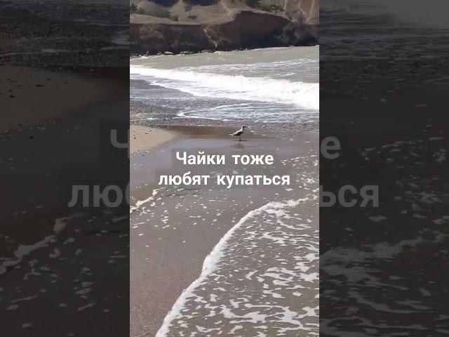 Чайка купается в волнах #4д #четыредевочки #крым #черноеморе #морекрым #волны #песчаное #чайка