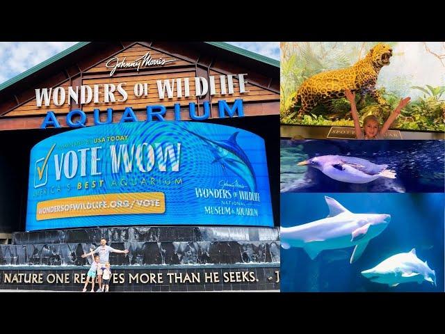 Wonders of Wildlife Museum & Aquarium Tour | Bass Pro Shop in Springfield, Missouri