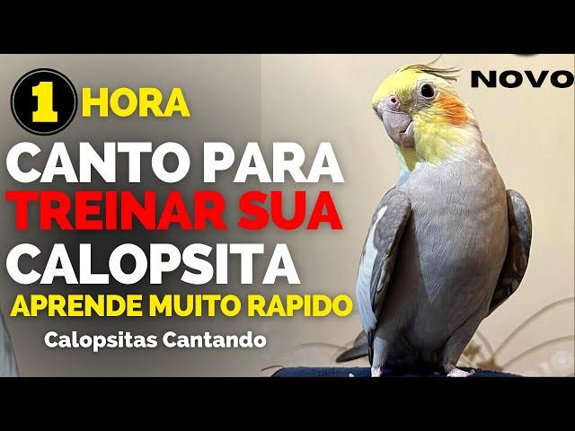 Calopsita Cantando 1 HORA DE Canto de Calopsita Para Treinar Calopsitas Assobio de Calopsita