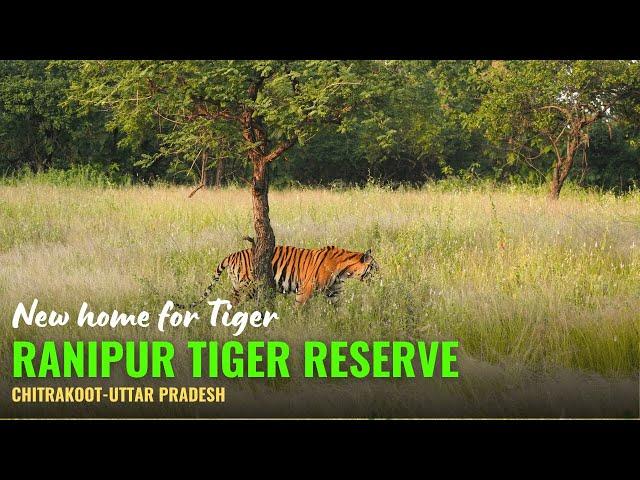 Exploring Ranipur Tiger Reserve: A Hidden Gem in Chitrakoot, Uttar Pradesh #ranipurtigerreserve