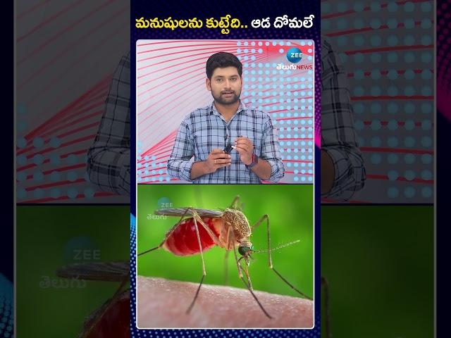 Female  Mosquitoes Bite Some People | మనుషులను కుట్టేది   ఆడ దోమలే | ZEE Telugu News