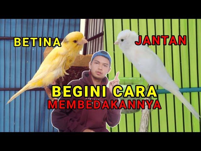 Cara membedakan kenari jantan dengan betina yang paling akurat || Cara jitu pemula kenari