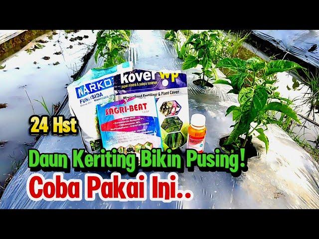 24 Hst, Basmi Keriting Daun Pada Tanaman Cabe