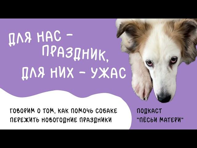 “Для нас — праздник, для них — ужас”. Как помочь собаке пережить новогодние праздники