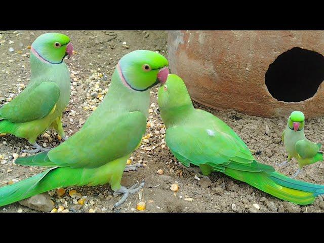 Parrot Ringneck Voice And The Parrot Super