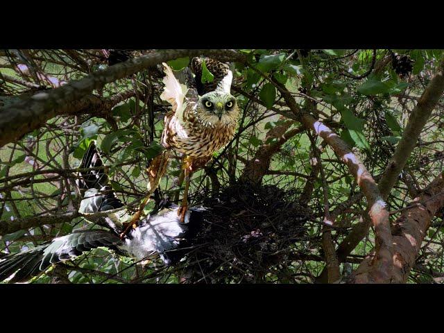 Sad story: Harrier attacks a nest with two month-old chicks | Film Studio Aves